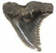 Fossil Hemipristis Shark Tooth - Maryland #42520-1
